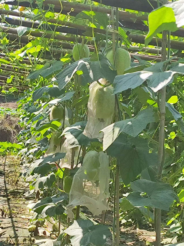 Green Star Wax Gourd