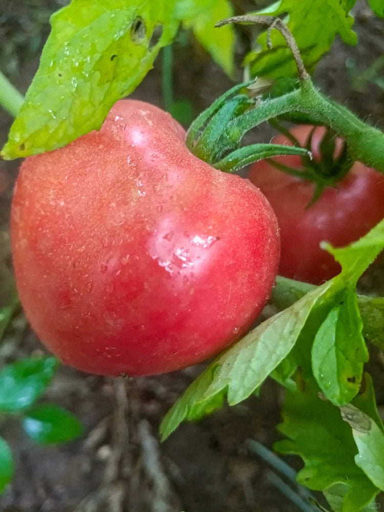 Russian Pink Oxheart Tomatoes