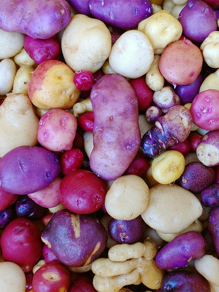 True Potato Seeds (TPS), Chiar Choque Pitu (Solanum curtilobum)