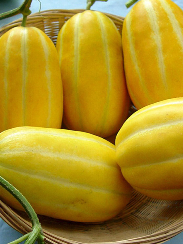 Golden Honey Melon