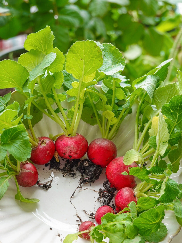 Cherry Radish