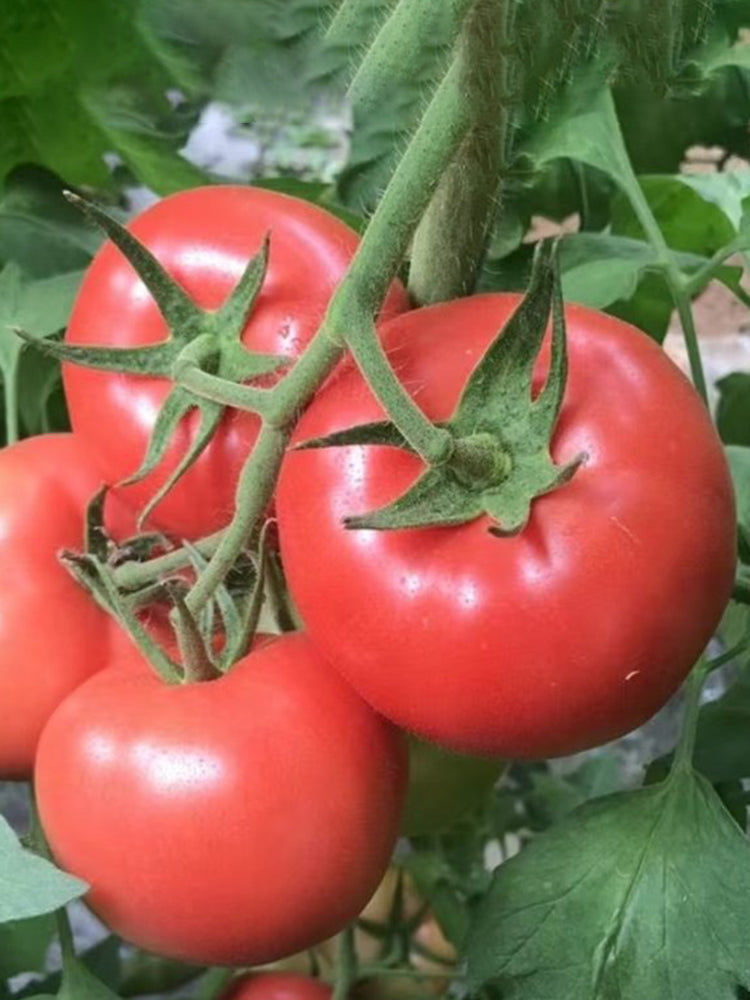 Gemjet No.5 F1 Tomato