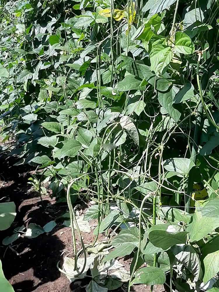 Huajun No.1 Yardlong Beans