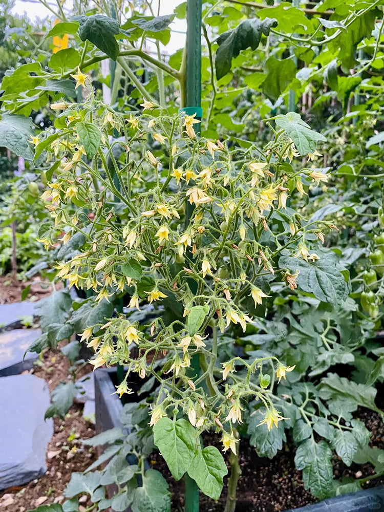 Mille Fleurs Tomato