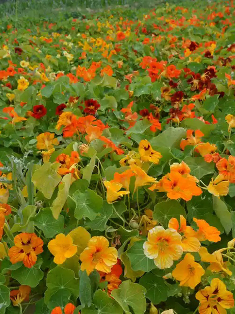 Aurora Nasturtium Mix (Tropaeolum majus)
