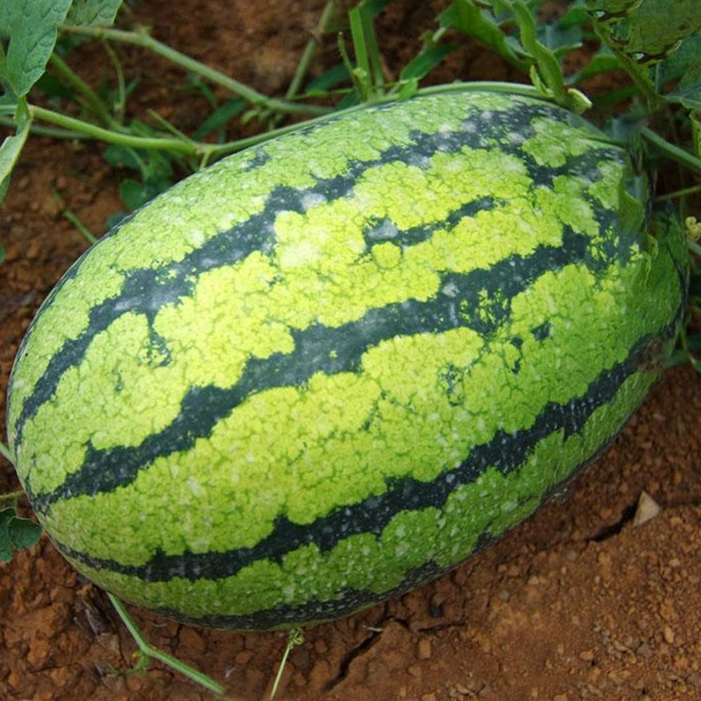 5 Bags (30 Seeds / Bag) of 'Idler King' Watermelon Seeds