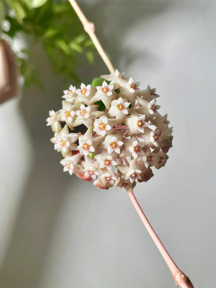 Hoya parasitica 'Variegated In' Unrooted Stem Cuttings