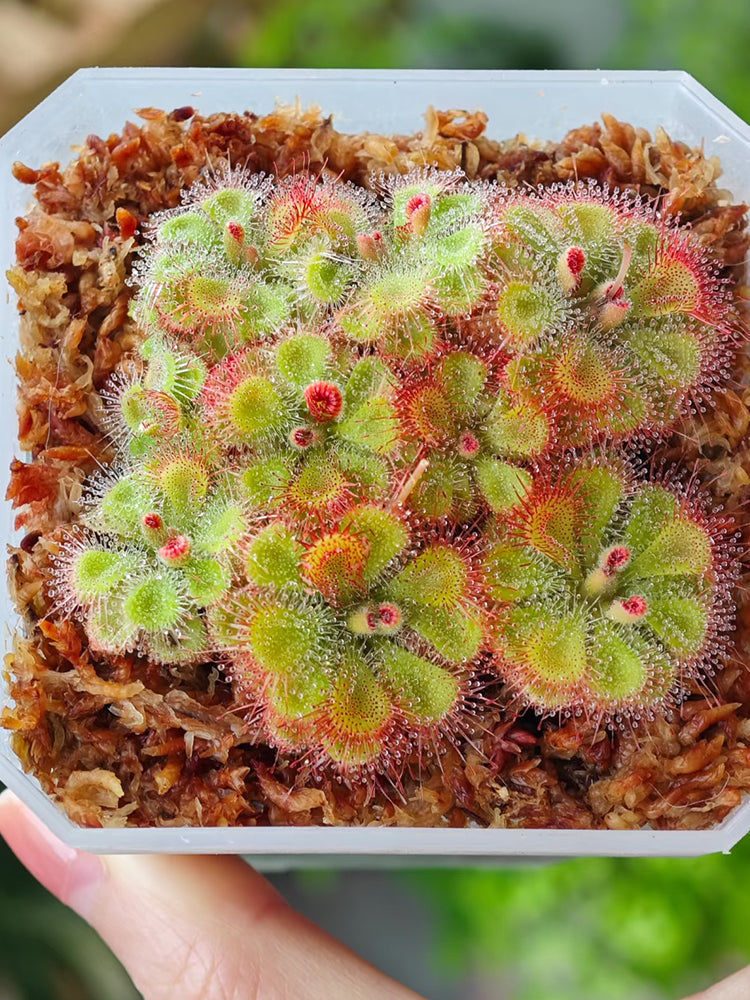 Drosera burmannii 'Humpty Doo'