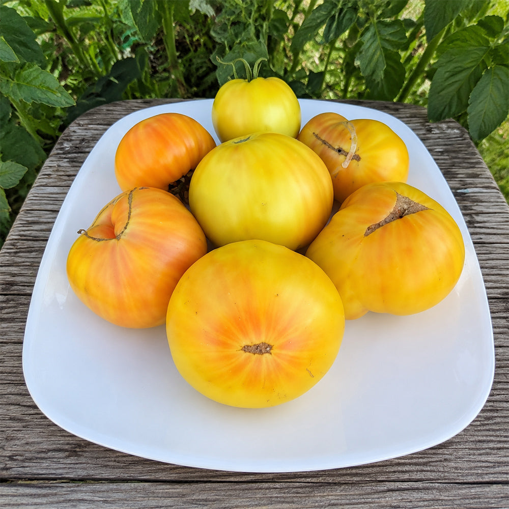 72 Rose Beauty Tomato