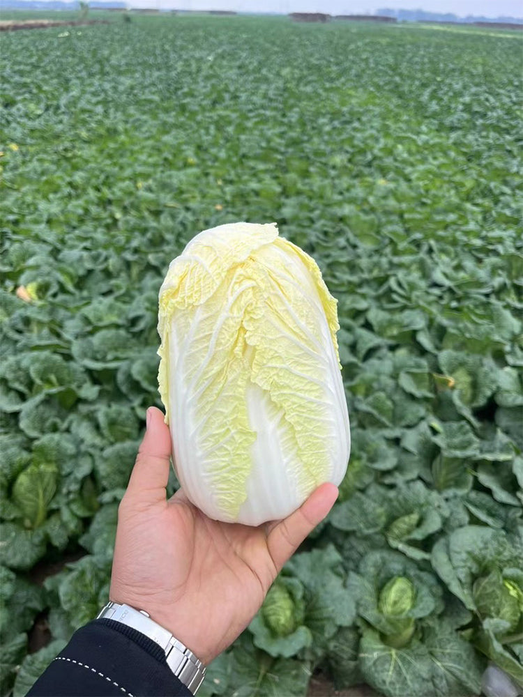 Huanai Baby Pak Choy