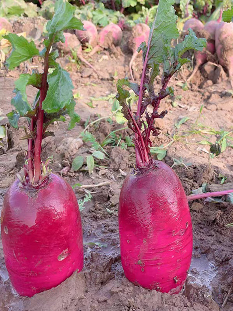 Purple Pineapple-shaped Radish