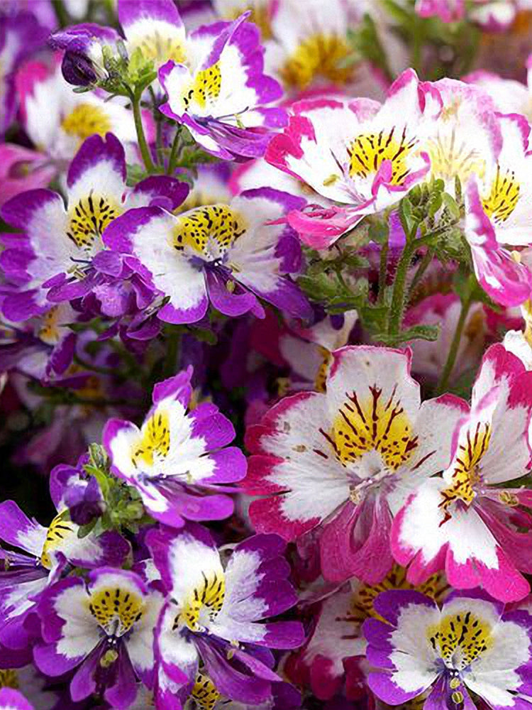 Bellfarm Poor man's Orchid (Schizanthus pinnatus) Seeds  MUCIAKIE
