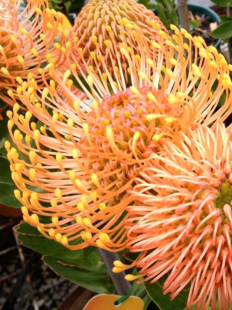 Orange Pincushion Protea