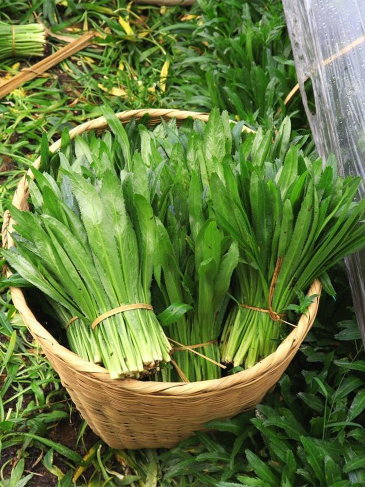 Sawtooth Coriander (Eryngium foetidum)