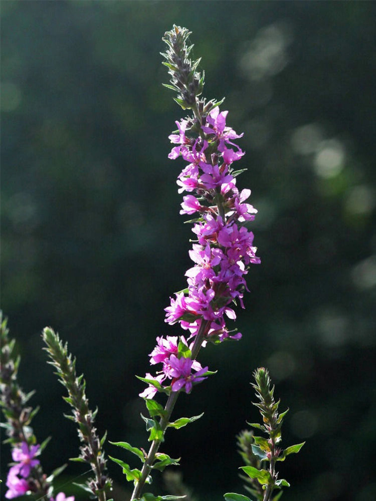 Purple Loosestrife (Lythrum salicaria L.)