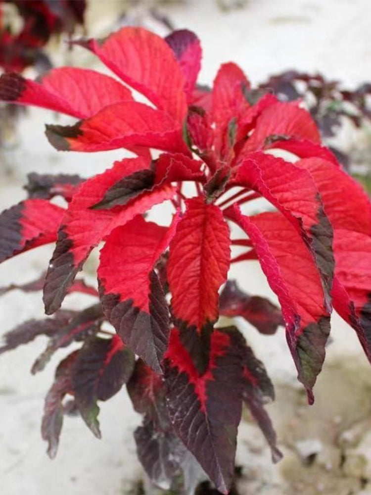 Crimson Majesty' Amaranth (Amaranthus tricolor)