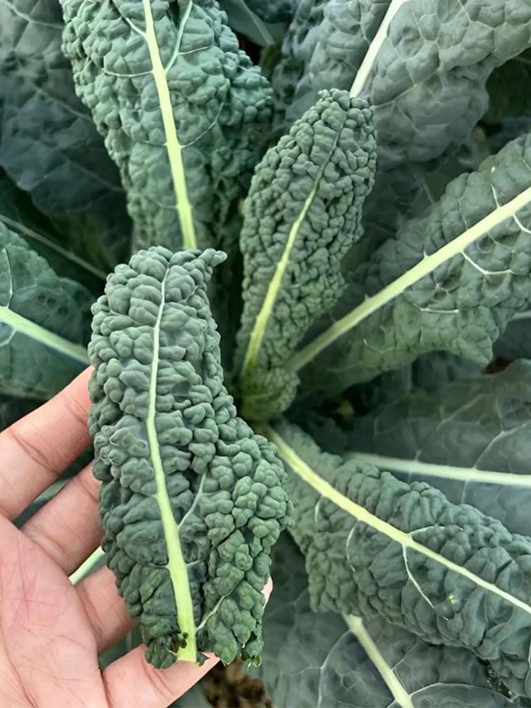 Lacinato Kale (Brassica oleracea var. palmifolia)