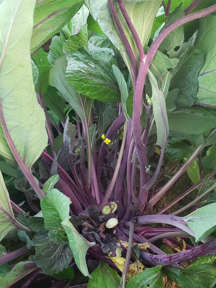 'Hongxiu 58' Flowering Stalk