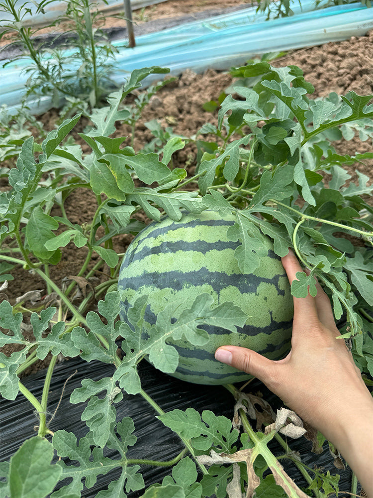 Rock Sugar Kirin No.2 Watermelon