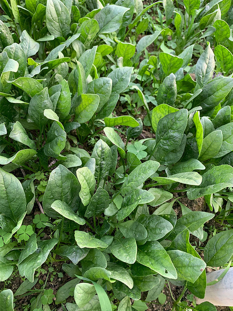 Jiannan 668 Spinachs