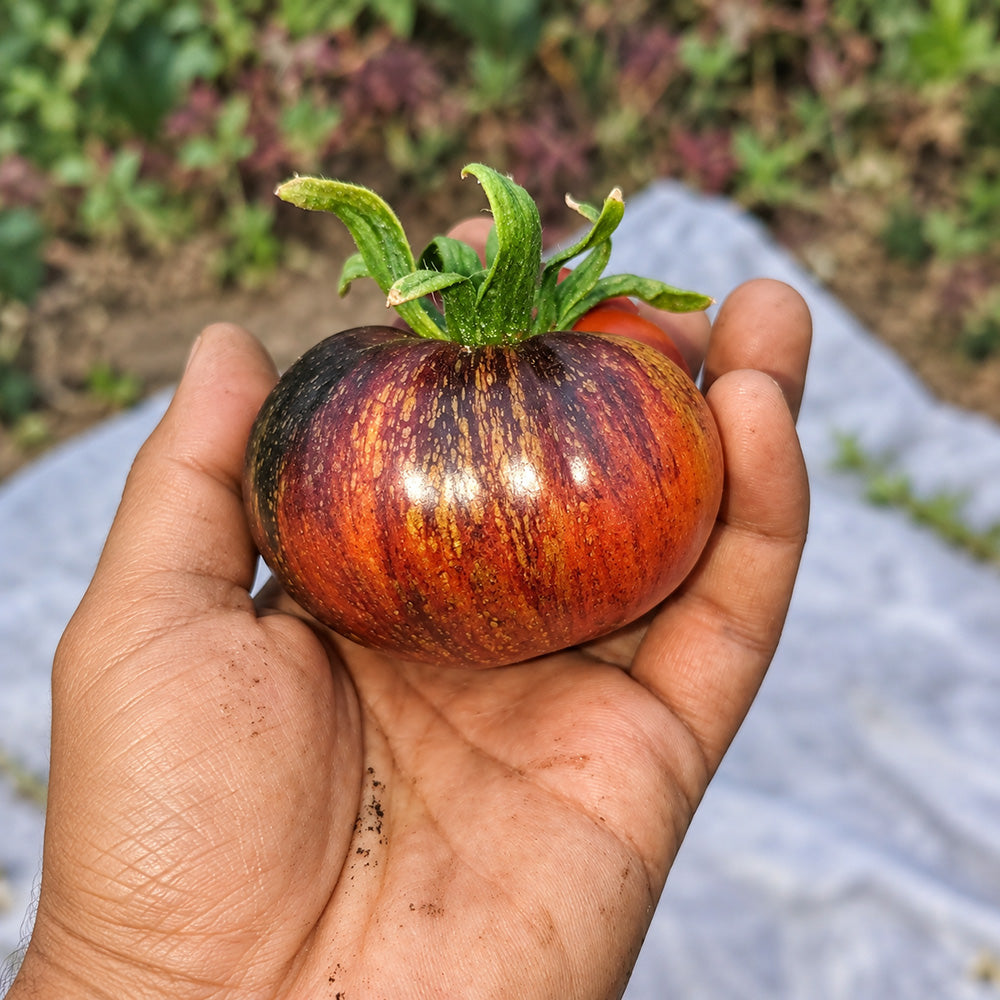 437 Blue Flame Tomato