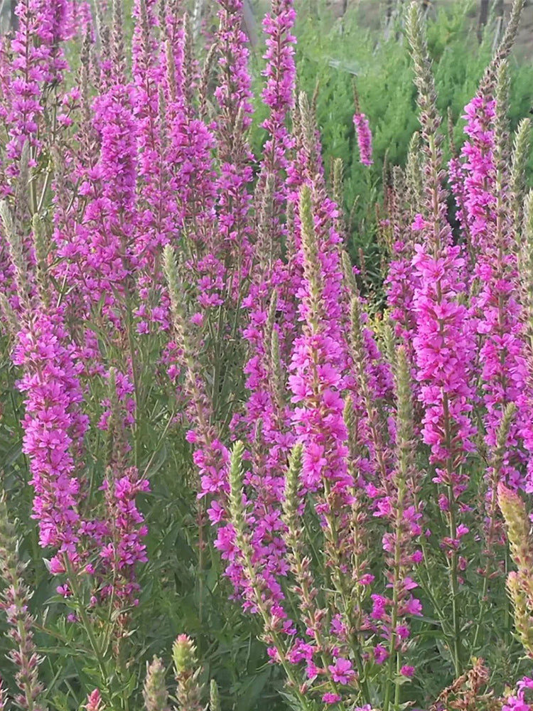 Purple Loosestrife (Lythrum salicaria L.)