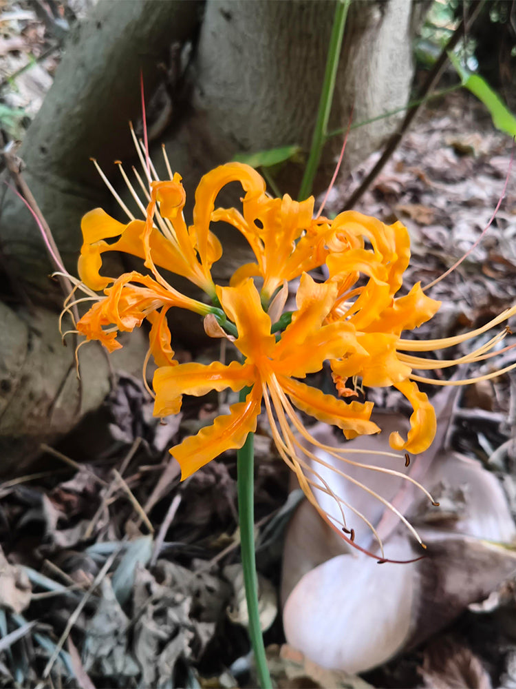Golden Spider Lily