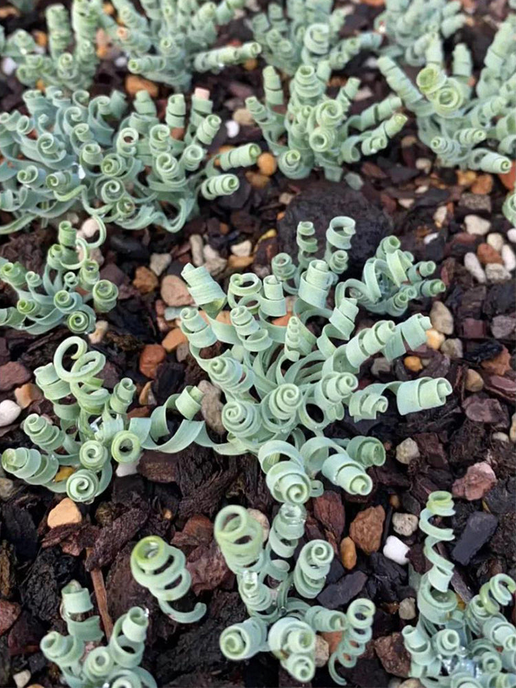 Broad-leaved Albuca (Albuca concordiana Baker)