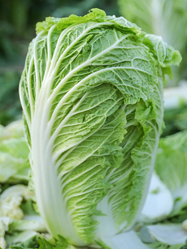 Maye Hot Pot Chinese Cabbage, Nutritious and Delicious
