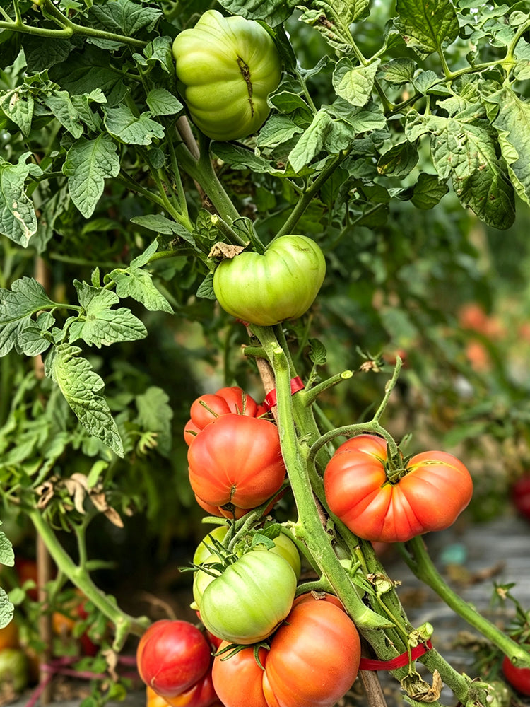 862 Cantati 6 Tomato