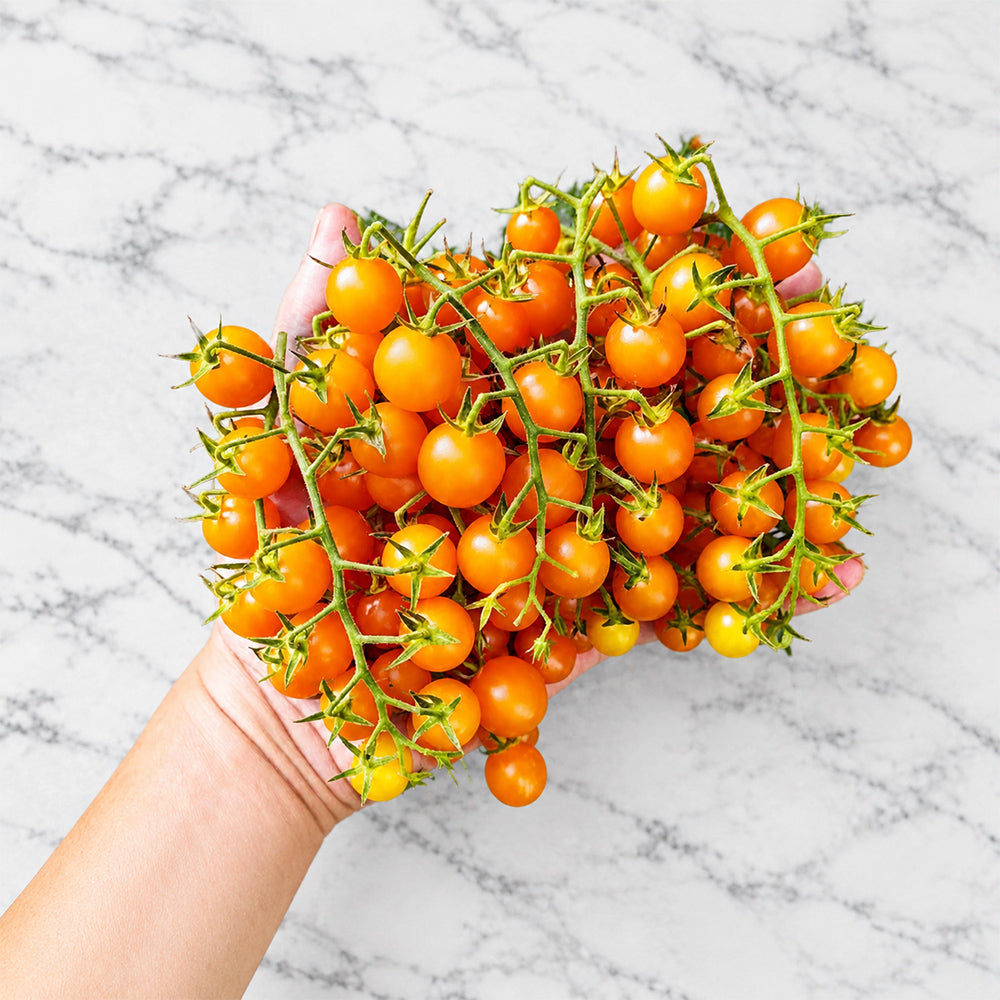 1155 Amber-Honey Braids Tomato