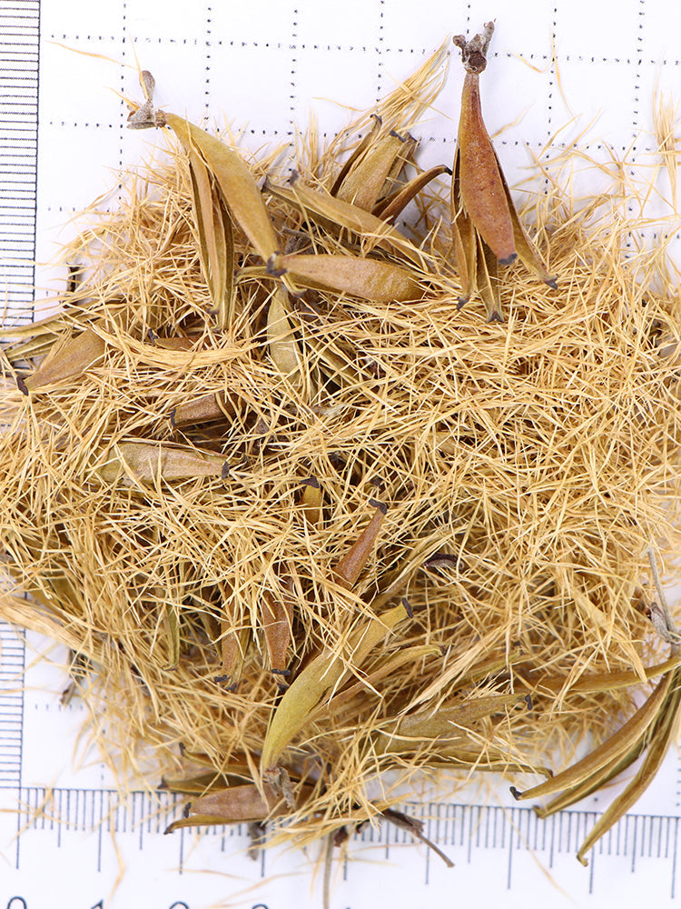 Nepenthes mirabilis Seeds Mixed