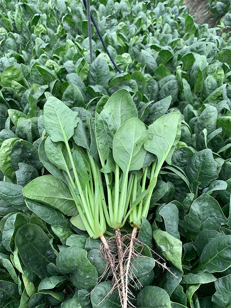 Jiannan 668 Spinachs