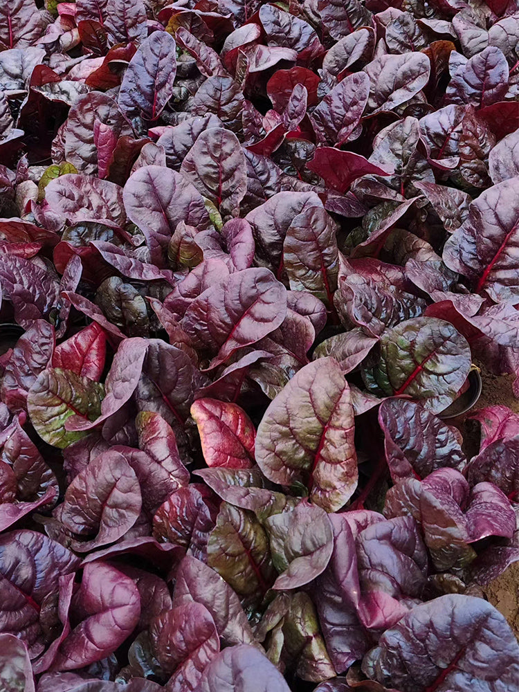 Red-Leaf Chard