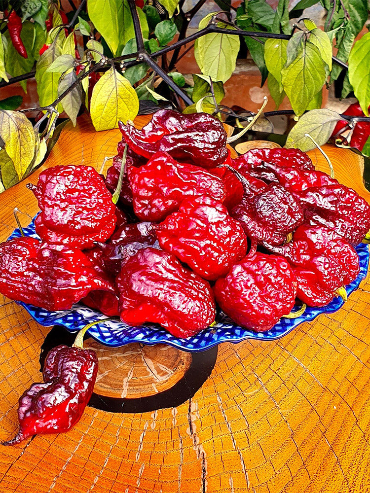 Purple Gator Jigsaw Ghost Pepper