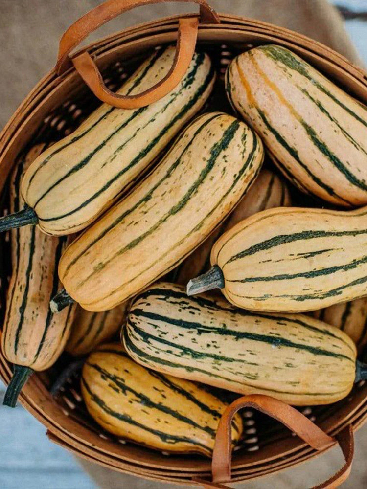 Honey Boat Delicata Squash