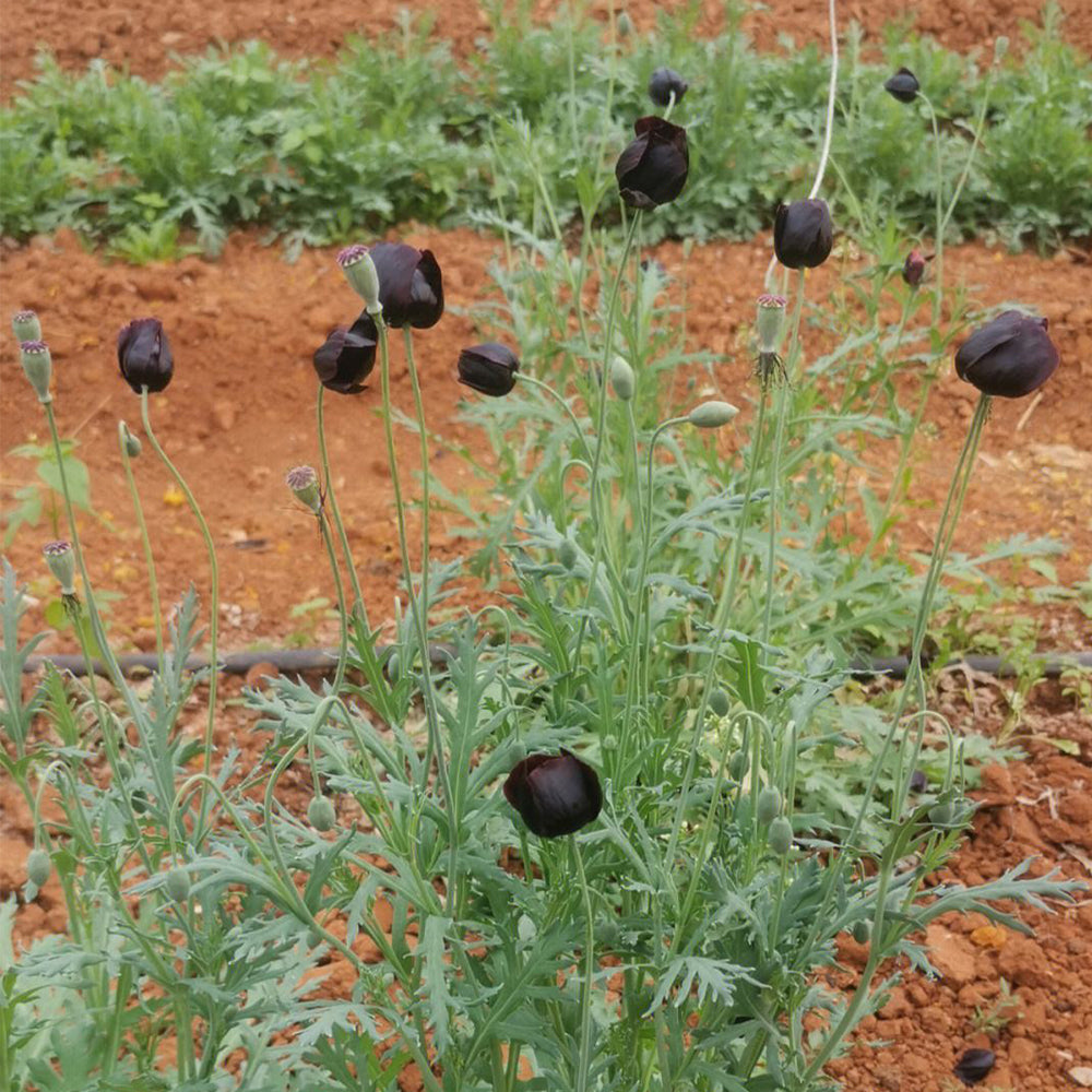 50 Seeds of Corn Poppy ‘Black Magic’
