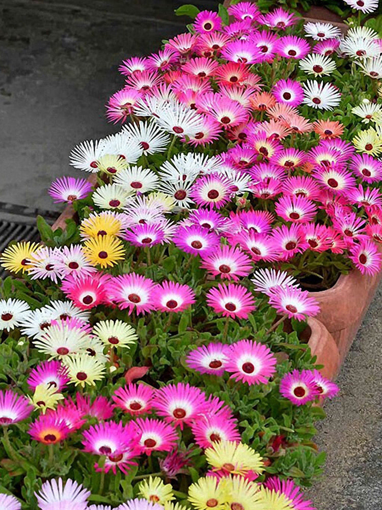 Trailing Ice Plant (Lampranthus spectabilis)