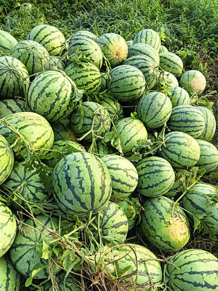 Rock Sugar Kirin No.2 Watermelon