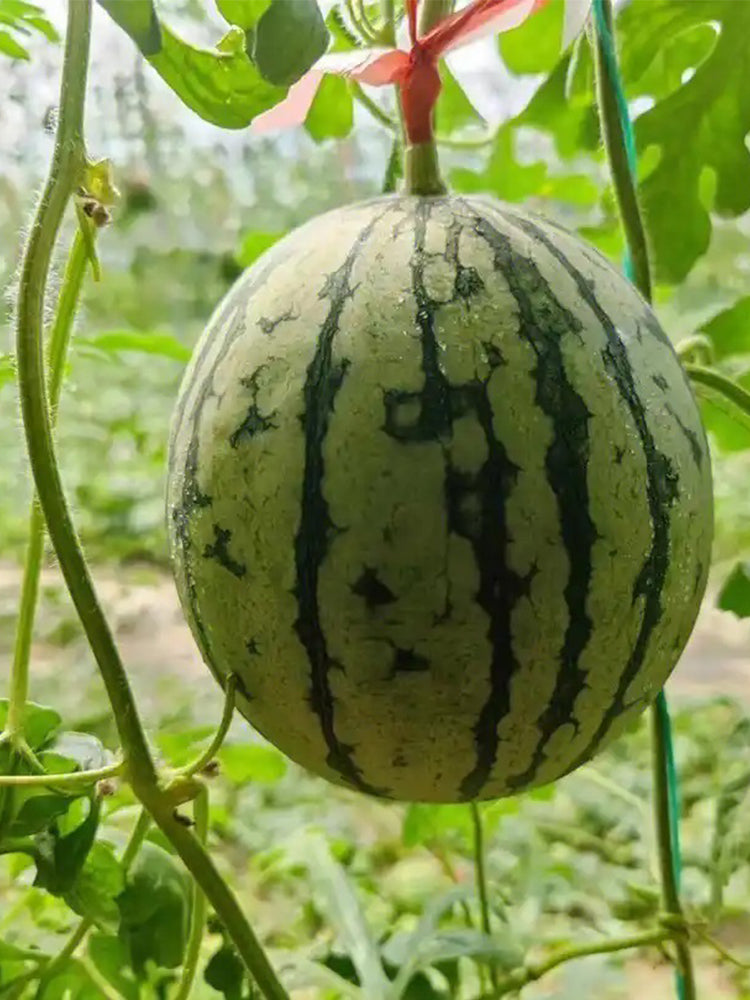 Sugar Globe Petite Watermelons