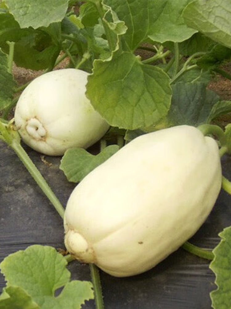 Qingzhou Silver Melons