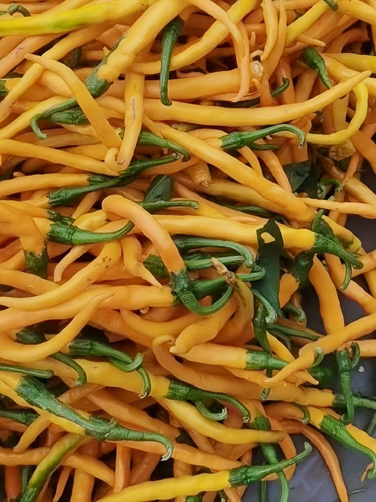 Golden Tribute Pepper