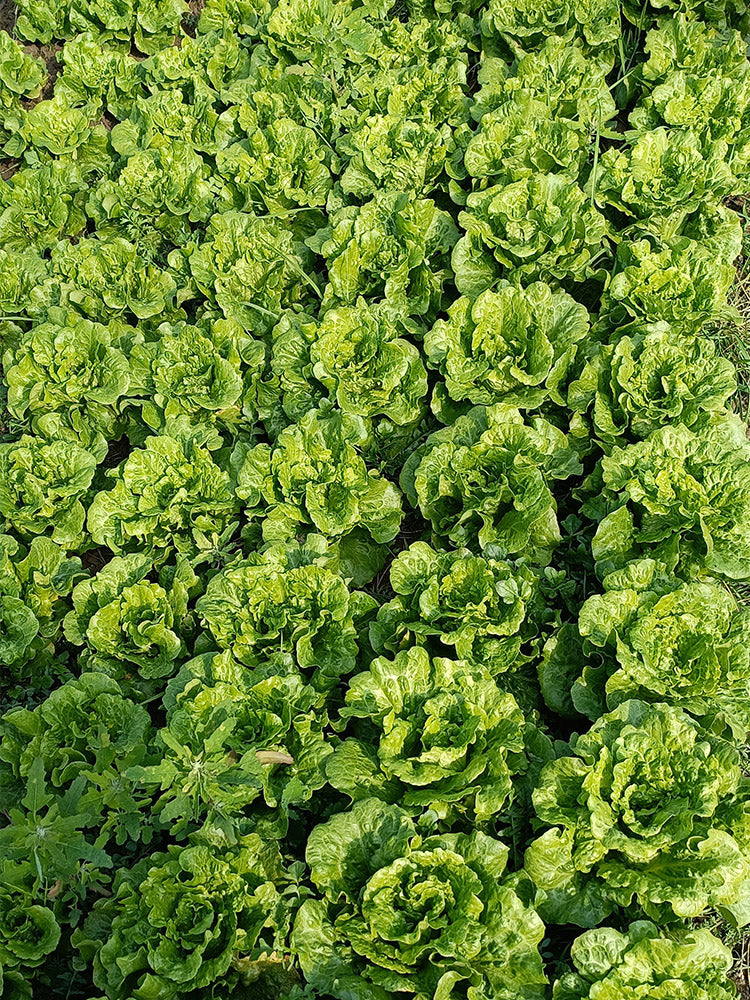 'Lvmei' Italian Leaf Lettuce