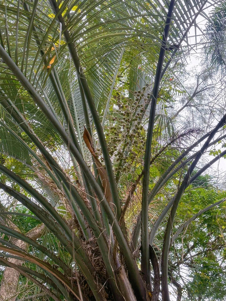 Jelly Palm (Butia odorata)