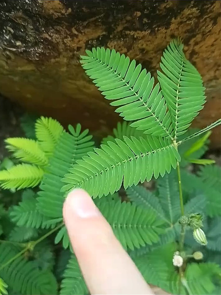 Sensitive Plant (Mimosa pudica L.)