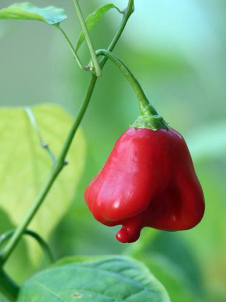 Bat Chili (Capsicum baccatum)