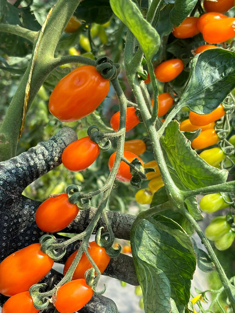 Orange Fountain Tomato
