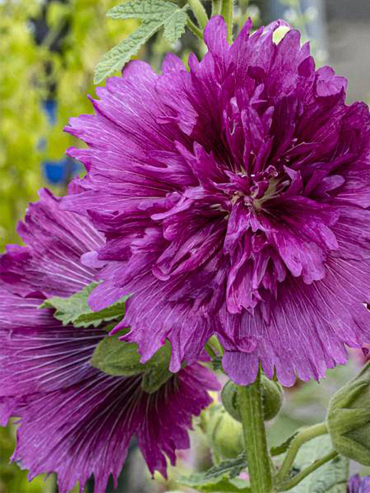 Lilac Rose Hollyhock (Alcea rosea L.)