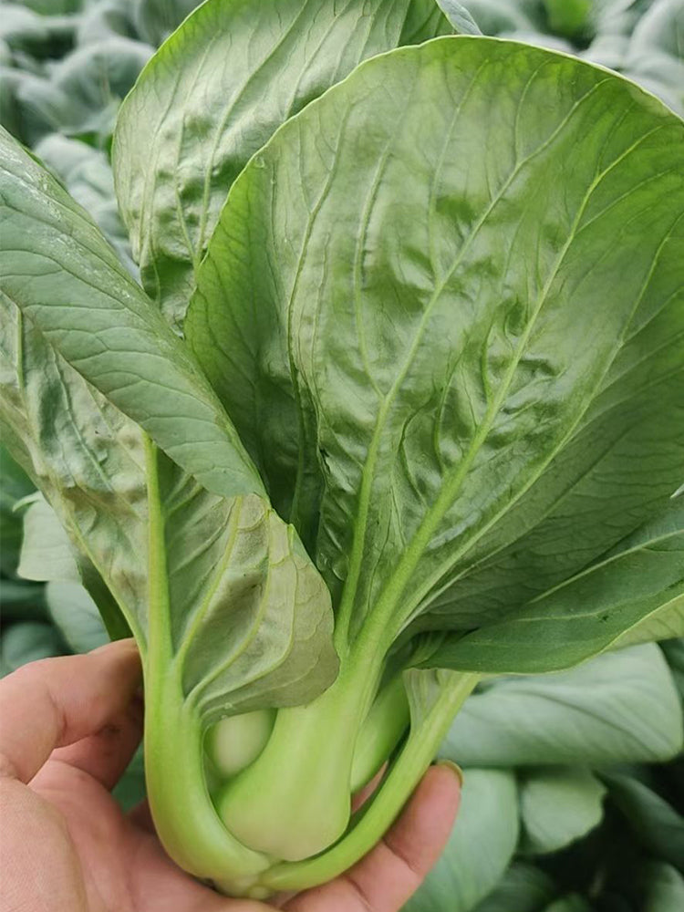 'Aijiaoqing' Bok Choy