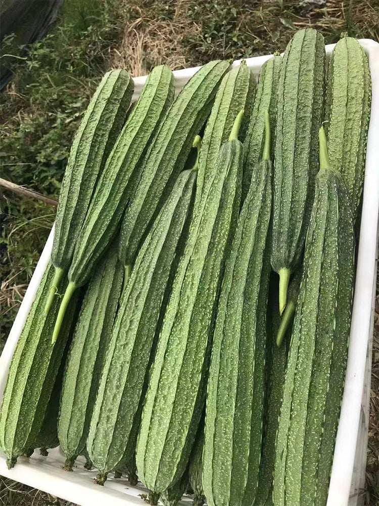 Meiling No.2 Luffa